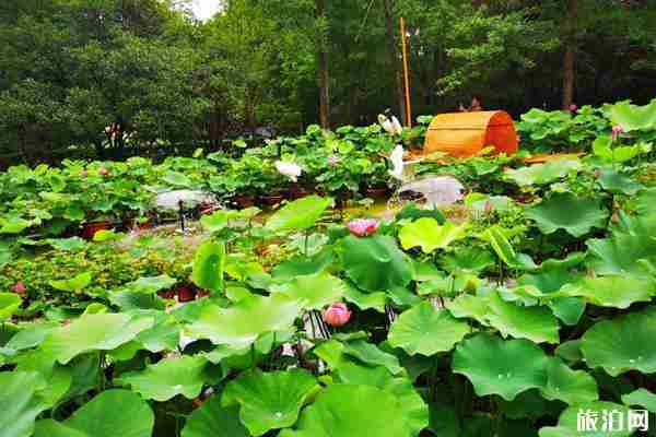 2020成都荷花展时间和地点 成都荷花展活动介绍