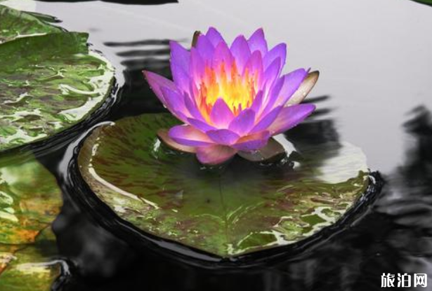6月上海花展有哪些-时间地点