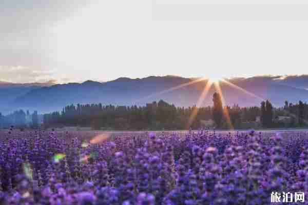 2020伊犁薰衣草油菜花最佳观赏时间-伊犁景点推荐