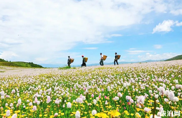 云顶花海门票价格几月最美-游玩攻略 云顶花海门票价格几月最美-游玩攻略