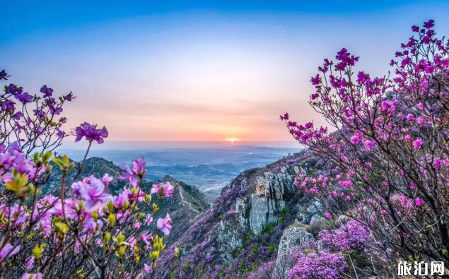 大黑山杜鹃花海街月份 2020辽宁大黑山杜鹃花观赏预约指南