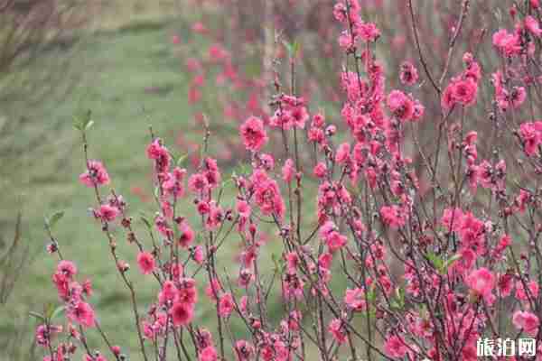 2020广州从化锦洞桃花节1月18日开启 持续时间-活动内容