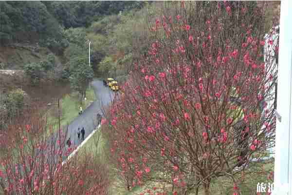 2020广州从化锦洞桃花节1月18日开启 持续时间-活动内容