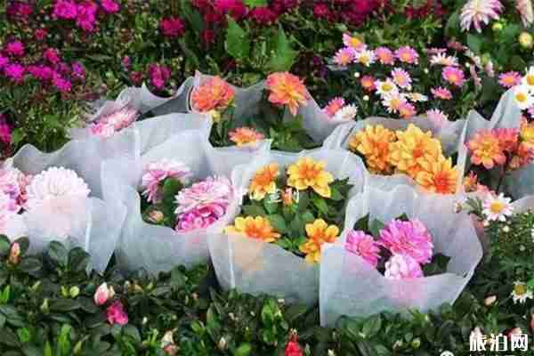 2020斗门迎春花市1月15日开启 持续时间+内容介绍