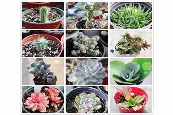 洋河农业嘉年华景区门票+优惠对象+2019年菊花展信息