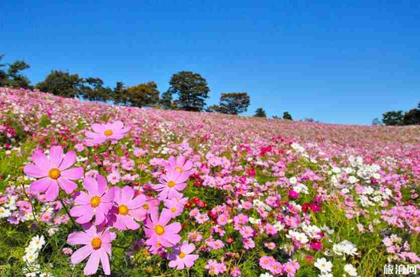 日本秋冬去哪赏花 日本秋天开什么花 日本秋冬去哪赏花 日本秋天开什么花