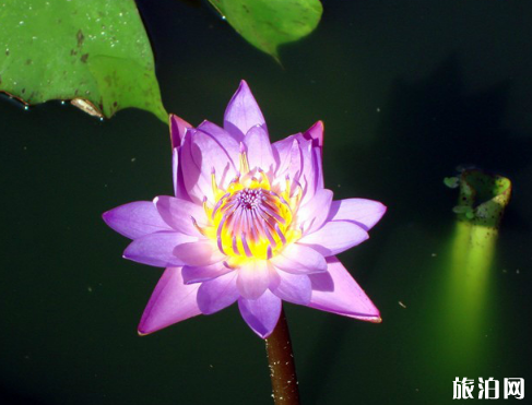 2018辽宁铁岭荷花节时间+地点 2018辽宁铁岭荷花节时间+地点