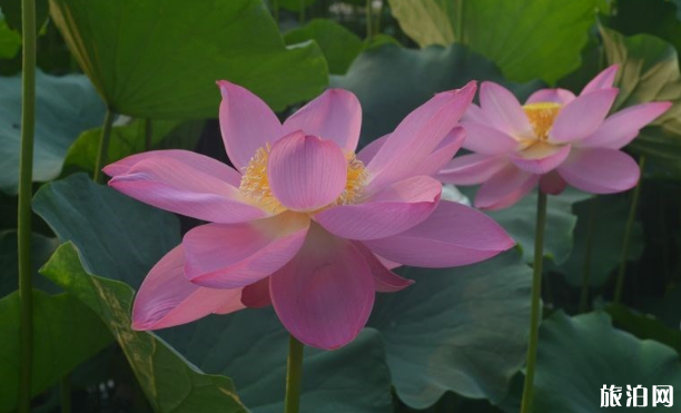 2018辽宁铁岭荷花节时间+地点 2018辽宁铁岭荷花节时间+地点