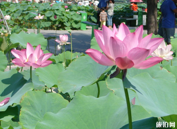 2018白洋淀荷花节门票+交通+住宿 白洋淀荷花什么时候开 2018白洋淀荷花节门票+交通+住宿 白洋淀荷花什么时候开