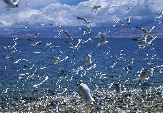 青海湖必去景点 青海湖景点排行榜2018 青海湖必去景点 青海湖景点排行榜2018