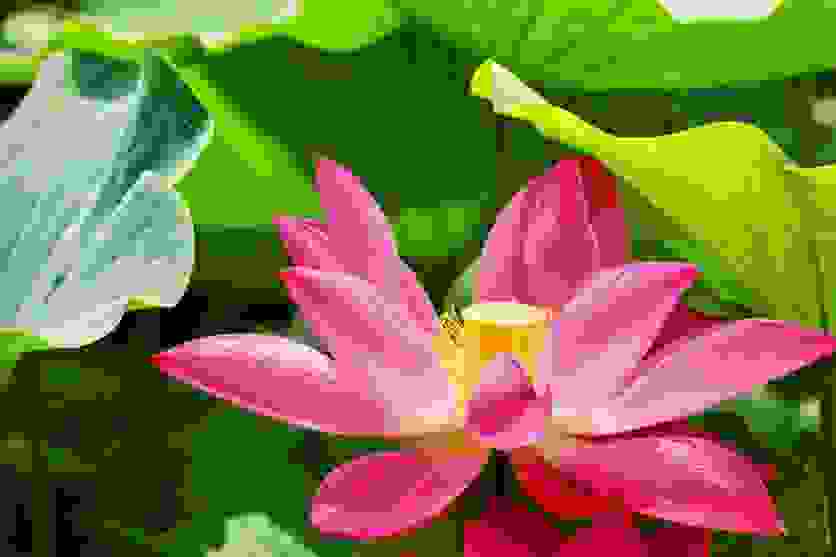 2018夏天去哪里赏荷花 2018夏天去哪里赏荷花