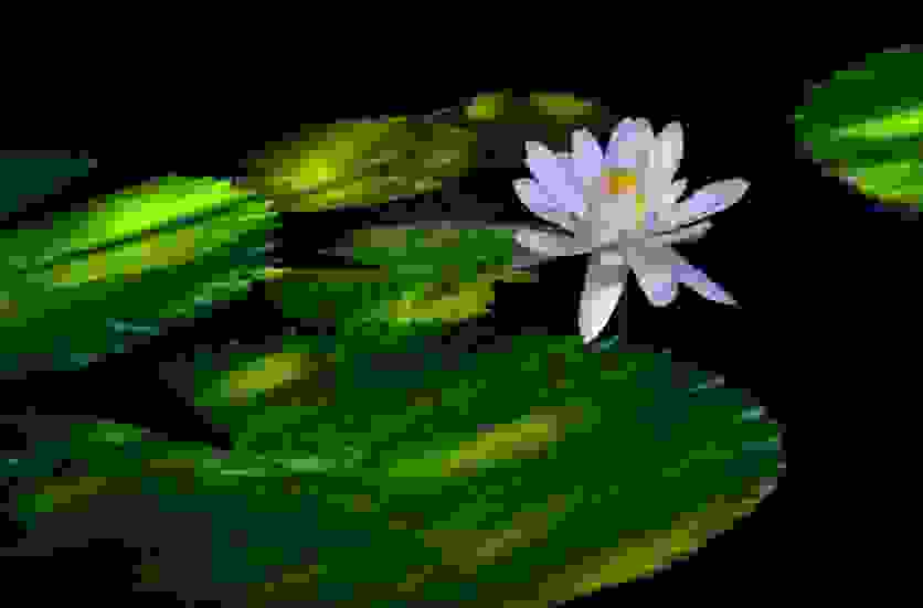 2018夏天去哪里赏荷花 2018夏天去哪里赏荷花