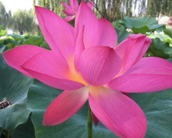 2018成都看荷花去哪里 2018成都看荷花去哪里