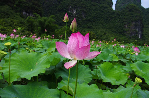 2018西安看荷花去哪里