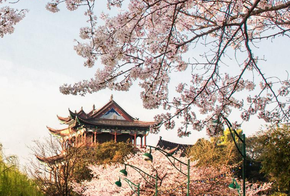 武大樱花游玩攻略