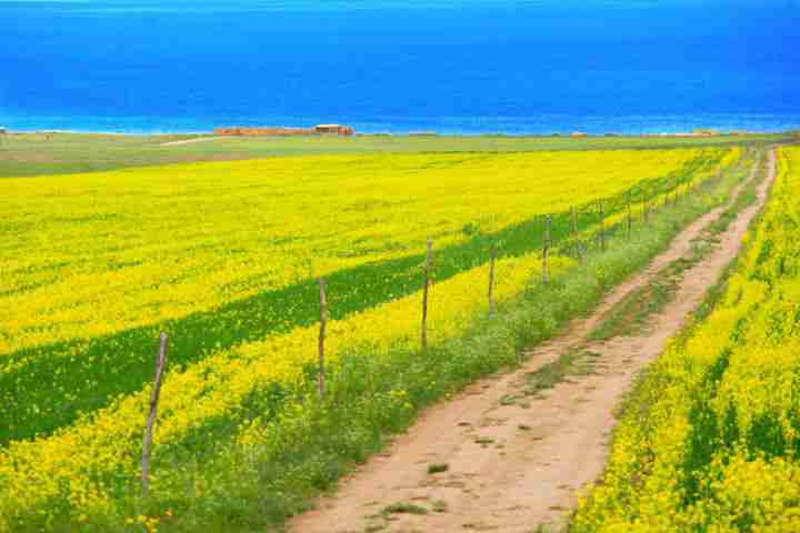 六月哪里可以赏花 夏天赏花攻略 六月哪里可以赏花 夏天赏花攻略