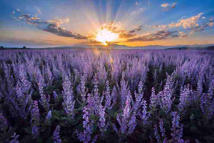 六月哪里可以赏花 夏天赏花攻略 六月哪里可以赏花 夏天赏花攻略