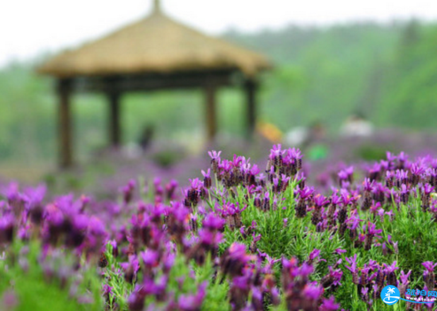 南京薰衣草庄园什么时候开花 南京薰衣草庄园怎么去 南京薰衣草庄园什么时候开花 南京薰衣草庄园怎么去