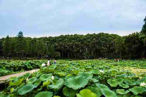 武汉植物园好玩吗 武汉植物园有什么好玩的 武汉植物园好玩吗 武汉植物园有什么好玩的