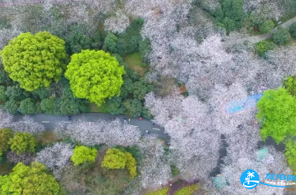 2018长沙植物园花展都有哪些花品种 2018长沙植物园花展都有哪些花品种