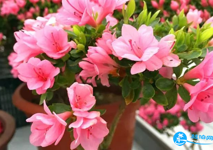 2018长沙植物园花展都有哪些花品种 2018长沙植物园花展都有哪些花品种