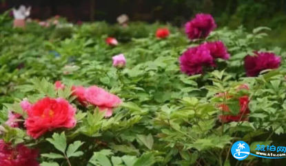 2018长沙植物园花展都有哪些花品种 2018长沙植物园花展都有哪些花品种