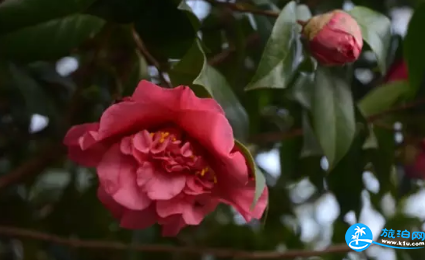 2018长沙植物园花展都有哪些花品种 2018长沙植物园花展都有哪些花品种
