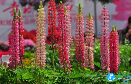 2018长沙植物园花展都有哪些花品种 2018长沙植物园花展都有哪些花品种