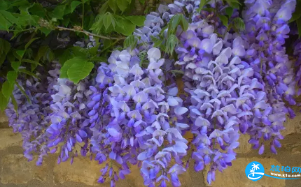2018长沙植物园花展都有哪些花品种 2018长沙植物园花展都有哪些花品种