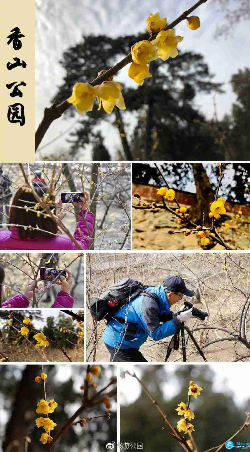 2018年北京观看腊梅花的公园有哪些