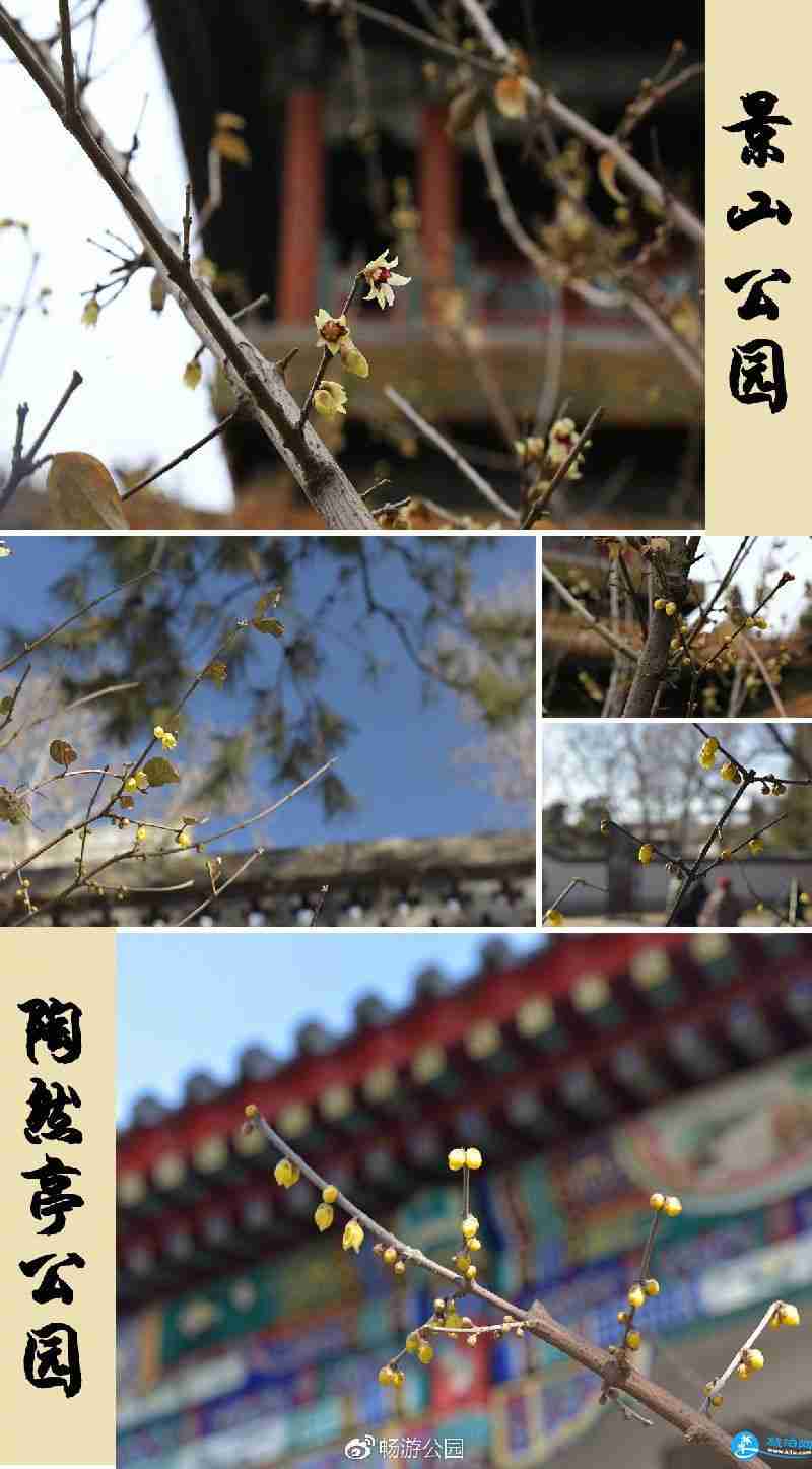 2018年北京观看腊梅花的公园有哪些