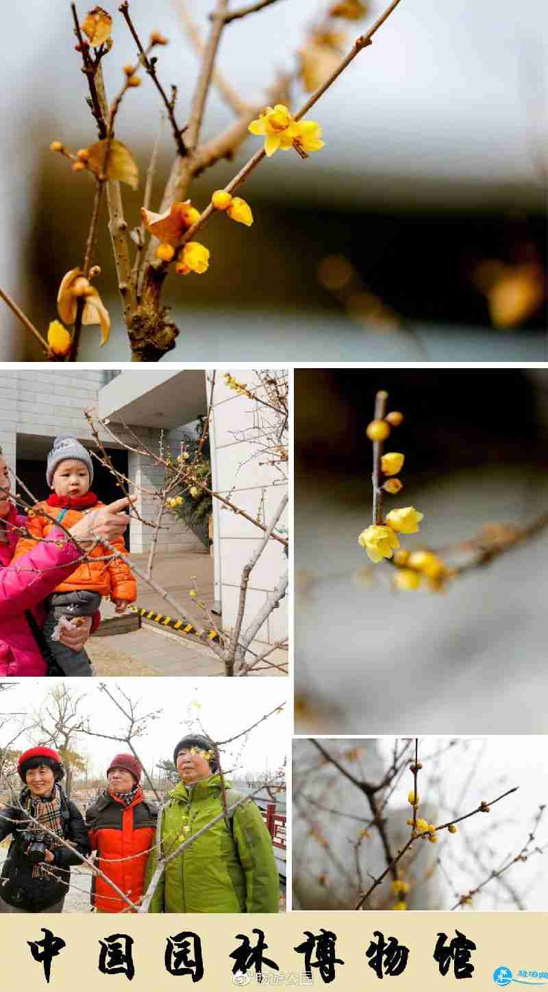 2018年北京观看腊梅花的公园有哪些