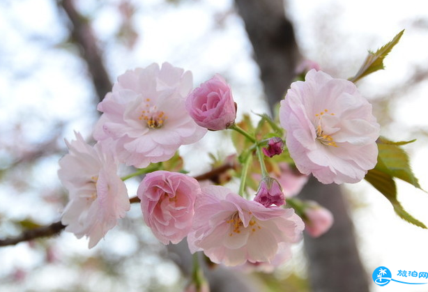 南京樱花在哪里看 2018南京樱花节攻略
