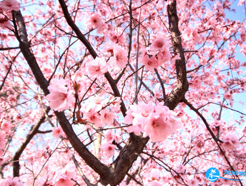 南京樱花在哪里看 2018南京樱花节攻略