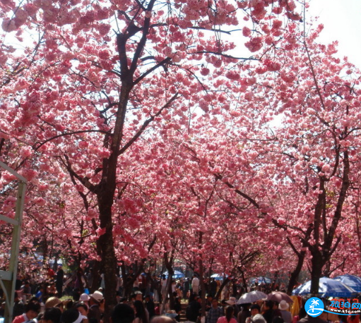南京樱花在哪里看 2018南京樱花节攻略