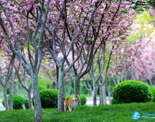 南京樱花在哪里看 2018南京樱花节攻略