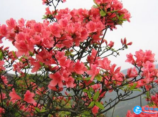2018贵州毕节百里杜鹃花节攻略花期+交通+地点+门票