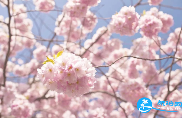 2018三月郴州赏花攻略花期+地址+交通 2018三月郴州赏花攻略花期+地址+交通