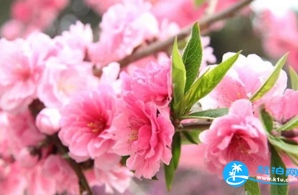 2018三月郴州赏花攻略花期+地址+交通 2018三月郴州赏花攻略花期+地址+交通