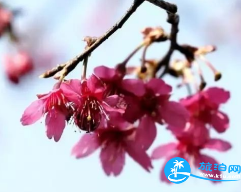 2018三月郴州赏花攻略花期+地址+交通 2018三月郴州赏花攻略花期+地址+交通