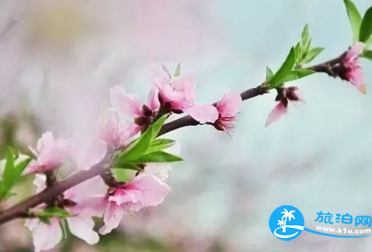 2018三月郴州赏花攻略花期+地址+交通 2018三月郴州赏花攻略花期+地址+交通