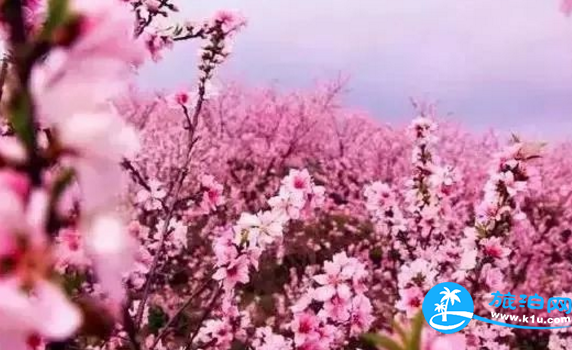 2018三月郴州赏花攻略花期+地址+交通 2018三月郴州赏花攻略花期+地址+交通