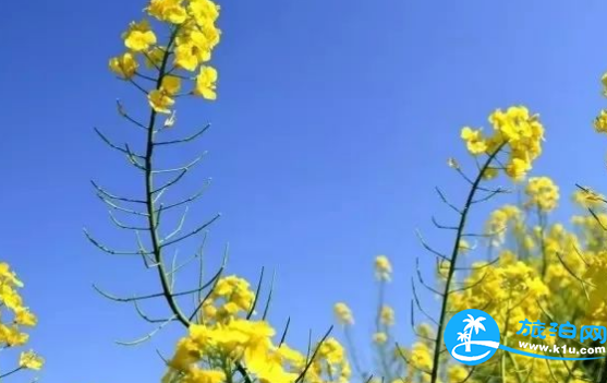 2018三月郴州赏花攻略花期+地址+交通 2018三月郴州赏花攻略花期+地址+交通