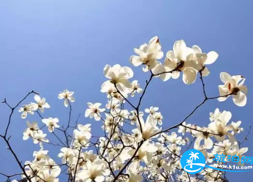 2018三月郴州赏花攻略花期+地址+交通 2018三月郴州赏花攻略花期+地址+交通
