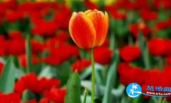 2018三月郴州赏花攻略花期+地址+交通 2018三月郴州赏花攻略花期+地址+交通
