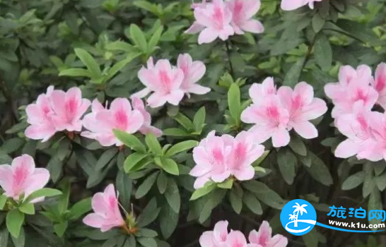 2018三月郴州赏花攻略花期+地址+交通 2018三月郴州赏花攻略花期+地址+交通