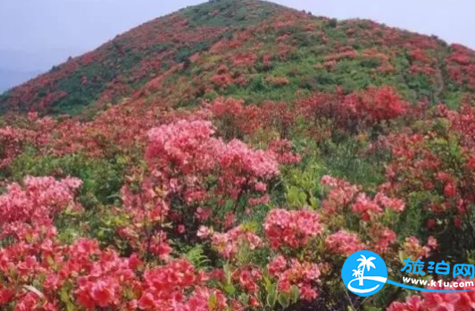 2018三月郴州赏花攻略花期+地址+交通 2018三月郴州赏花攻略花期+地址+交通