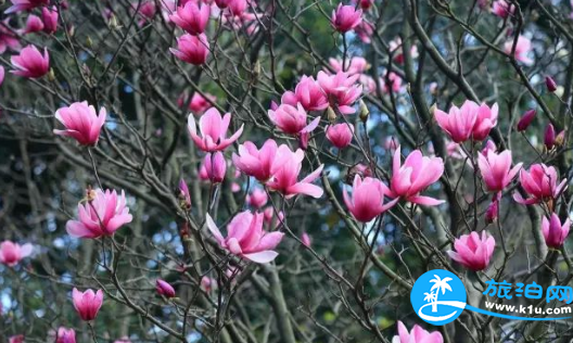 2018广州华南植物园三八妇女节门票有优惠吗/多少钱 2018广州华南植物园三八妇女节门票有优惠吗/多少钱