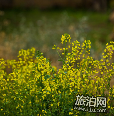 2018汉中油菜花节时间+交通+门票 2018汉中油菜花节时间+交通+门票