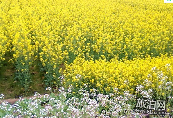 2018汉中油菜花节时间+交通+门票 2018汉中油菜花节时间+交通+门票